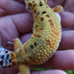 Female Mandarin Bold Emerine Cross Leopard Gecko