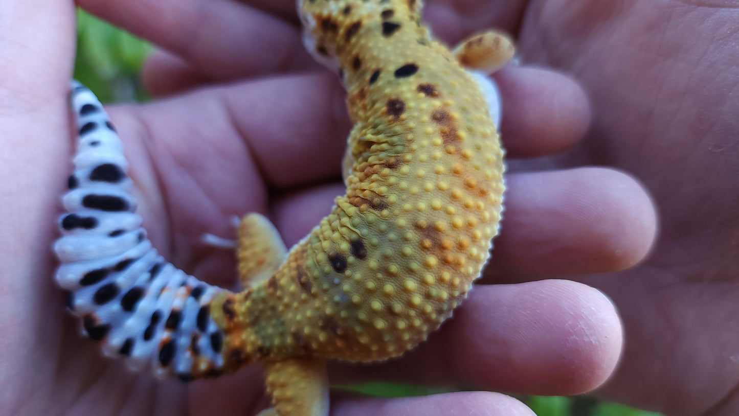 Female Mandarin Bold Emerine Cross Leopard Gecko