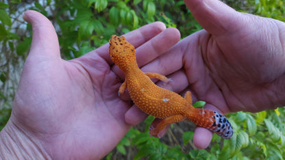 Female Mandarin Inferno Tangerine Cross Leopard Gecko