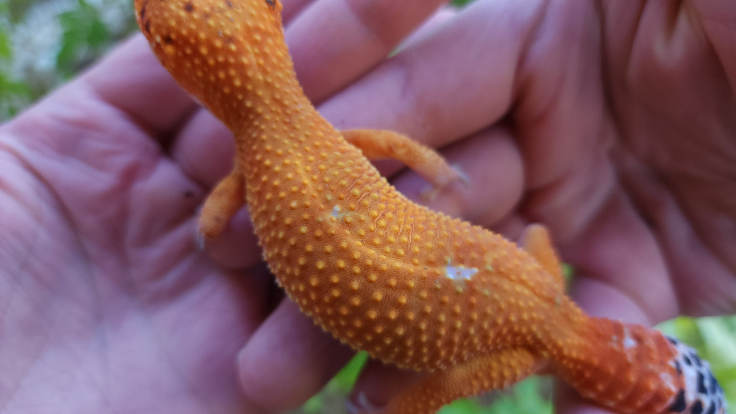 Female Mandarin Inferno Tangerine Cross Leopard Gecko
