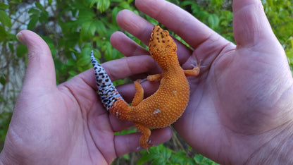 Female Mandarin Inferno Tangerine Cross Leopard Gecko