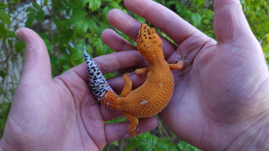 Female Mandarin Inferno Tangerine Cross Leopard Gecko