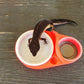 Strawberry Red Leopard Gecko humid hide, dry hide, food bowl, calcium, & water dish combo