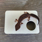 Ash Grey Leopard Gecko humid hide