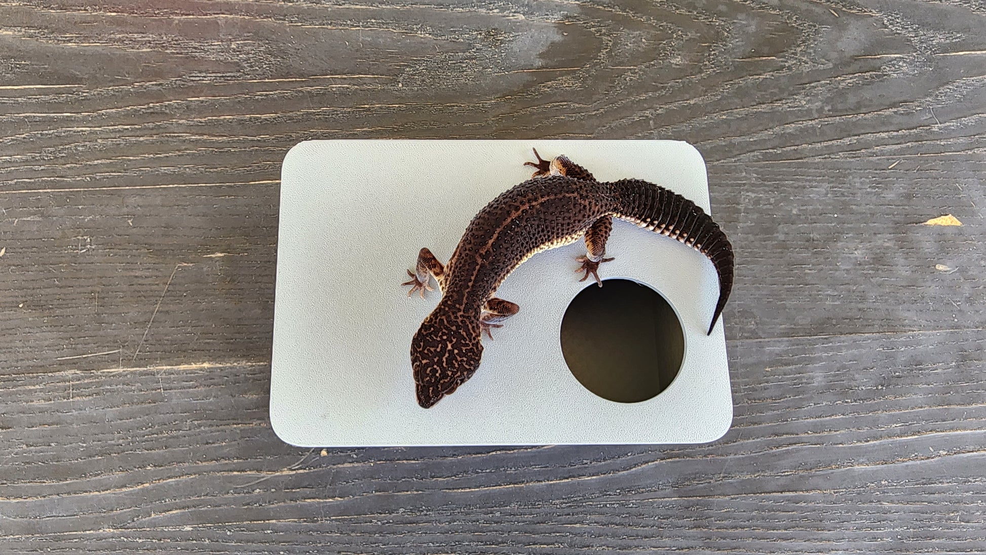 Ash Grey Leopard Gecko humid hide – Geeky Gecko Creations