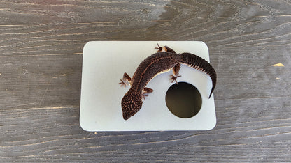 Ash Grey Leopard Gecko humid hide, dry hide, food bowl, calcium, & water dish combo