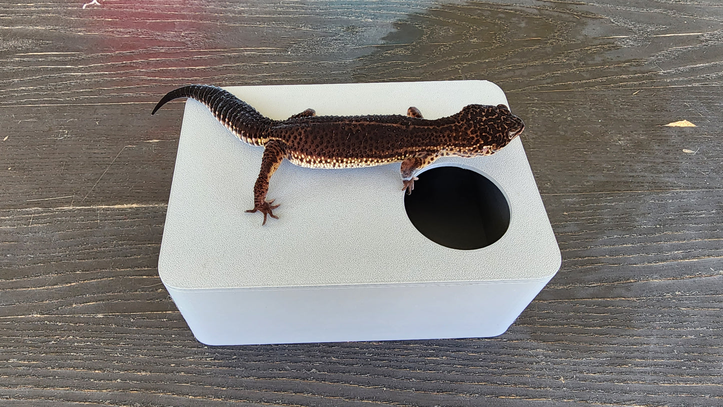 Ash Grey Leopard Gecko humid hide, dry hide, food bowl, calcium, & water dish combo