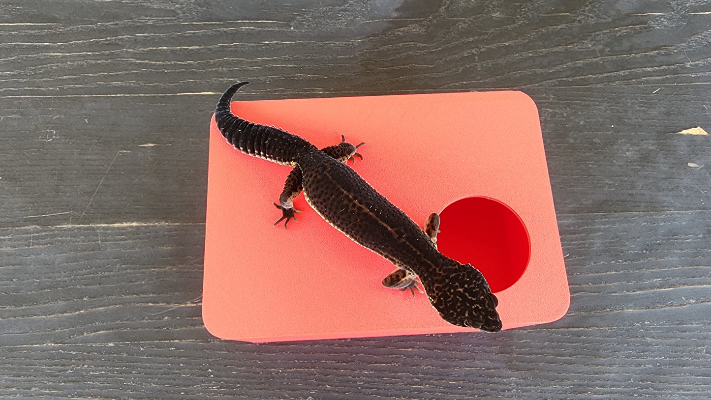 Strawberry Red Leopard Gecko humid hide, dry hide, food bowl, calcium, & water dish combo