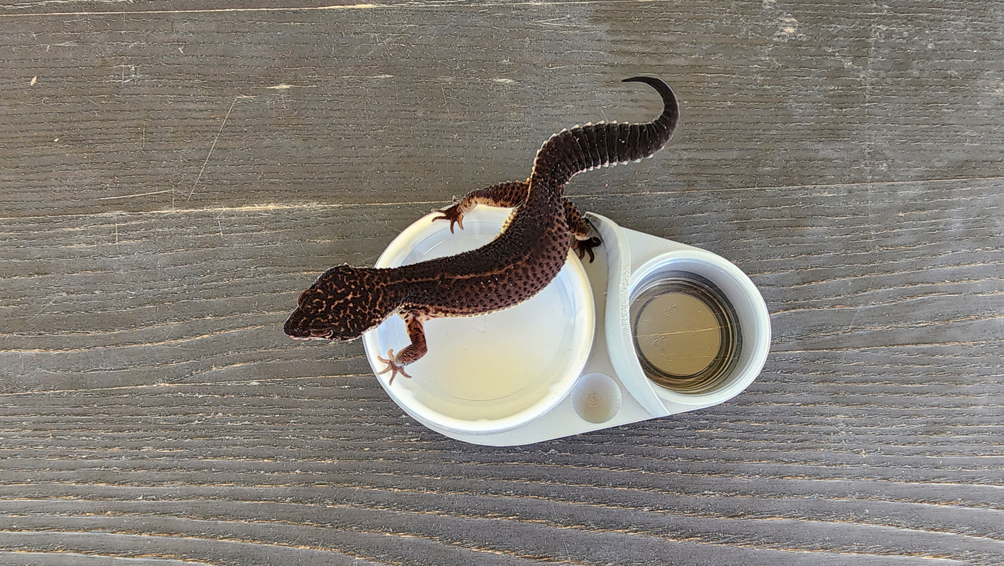 Ash Grey Leopard Gecko humid hide, dry hide, food bowl, calcium, & water dish combo