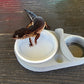 Ash Grey Leopard Gecko food bowl, calcium dish, & water dish