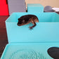 Sky Blue Leopard Gecko humid hide, dry hide, food bowl, calcium, & water dish combo