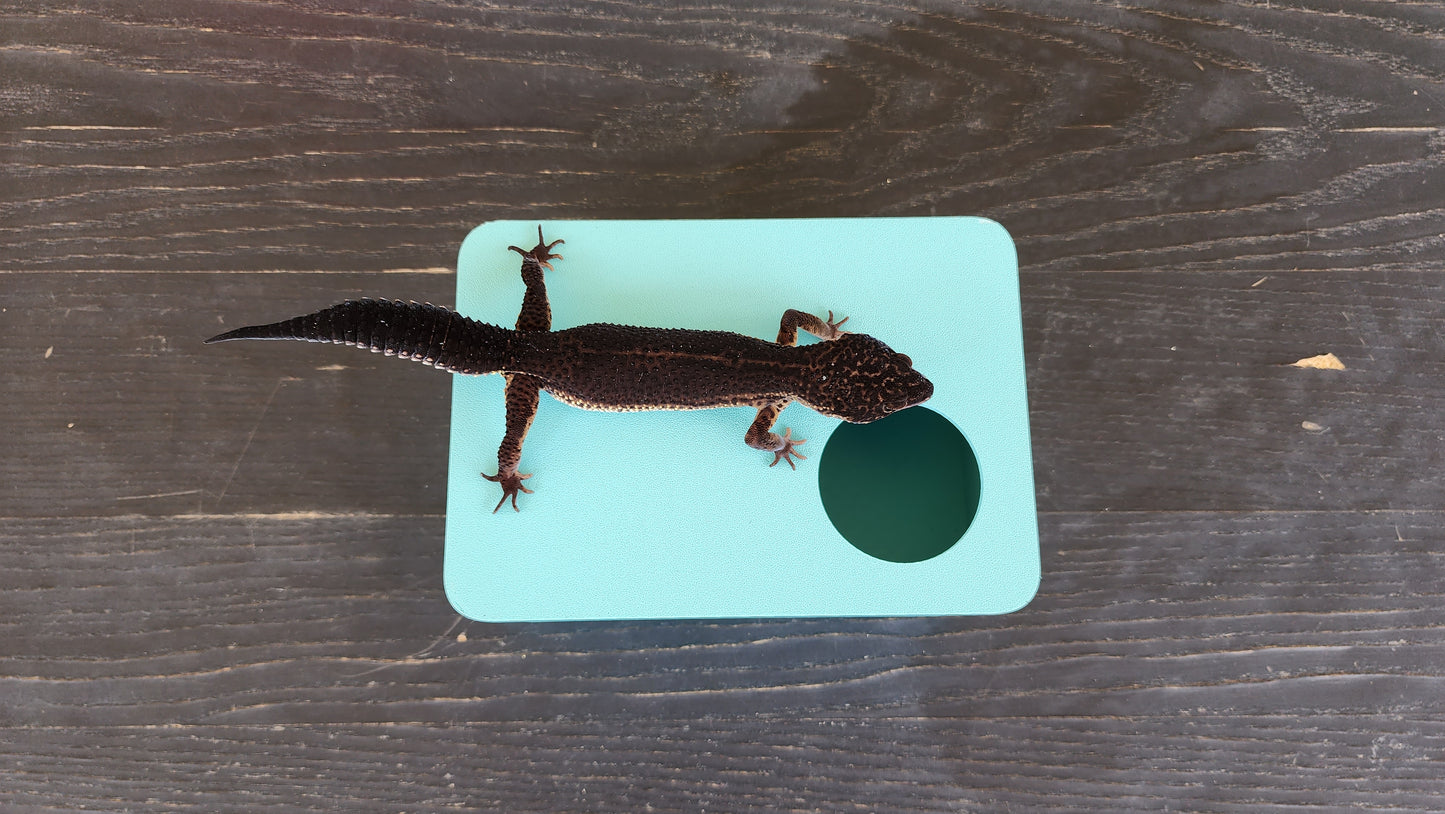 Sky Blue Leopard Gecko humid hide, dry hide, food bowl, calcium, & water dish combo