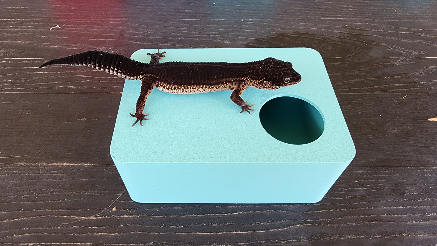 Sky Blue Leopard Gecko humid hide, dry hide, food bowl, calcium, & water dish combo