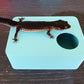Sky Blue Leopard Gecko humid hide