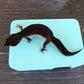 Sky Blue Leopard Gecko humid hide, dry hide, food bowl, calcium, & water dish combo