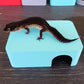 Sky Blue Leopard Gecko humid hide, dry hide, food bowl, calcium, & water dish combo