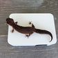 Ash Grey Leopard Gecko dry hide