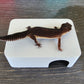 Ash Grey Leopard Gecko dry hide