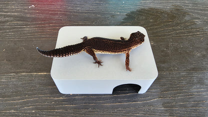 Ash Grey Leopard Gecko humid hide, dry hide, food bowl, calcium, & water dish combo