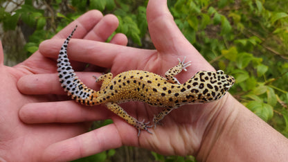 Female Hyper Xanthic Bold Eclipse Leopard Gecko (Crinkled Eyelid)