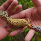 Female Hyper Xanthic Bold Eclipse Leopard Gecko (Crinkled Eyelid)