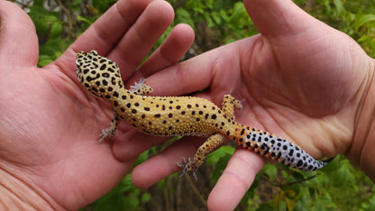 Female Hyper Xanthic Bold Eclipse Leopard Gecko (Crinkled Eyelid)