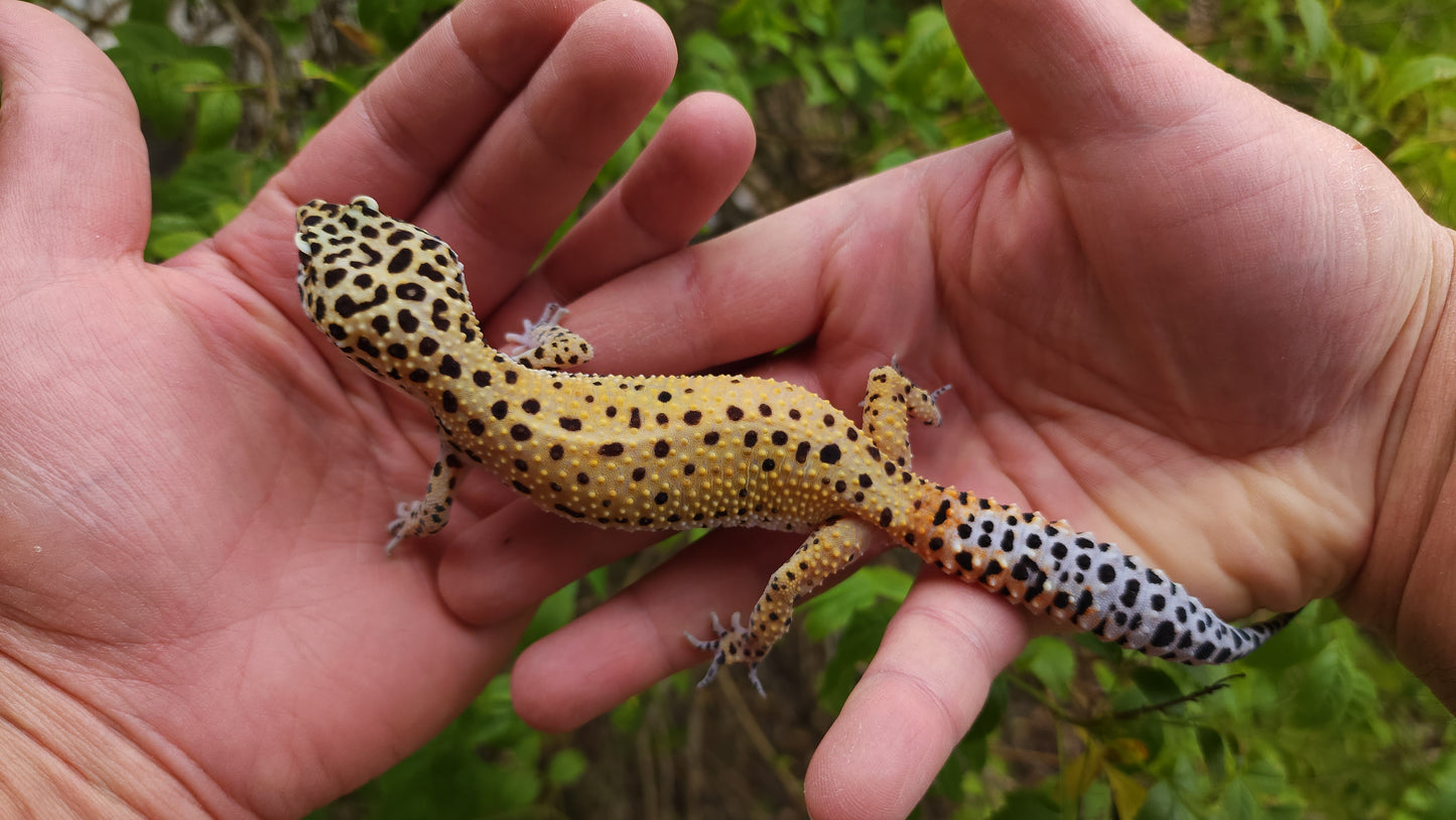 Female Hyper Xanthic Bold Eclipse Leopard Gecko (Crinkled Eyelid)