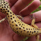 Female Hyper Xanthic Bold Eclipse Leopard Gecko (Crinkled Eyelid)