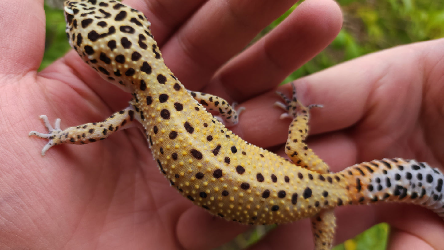 Female Hyper Xanthic Bold Eclipse Leopard Gecko (Crinkled Eyelid)