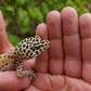 Female Hyper Xanthic Bold Eclipse Leopard Gecko (Crinkled Eyelid)