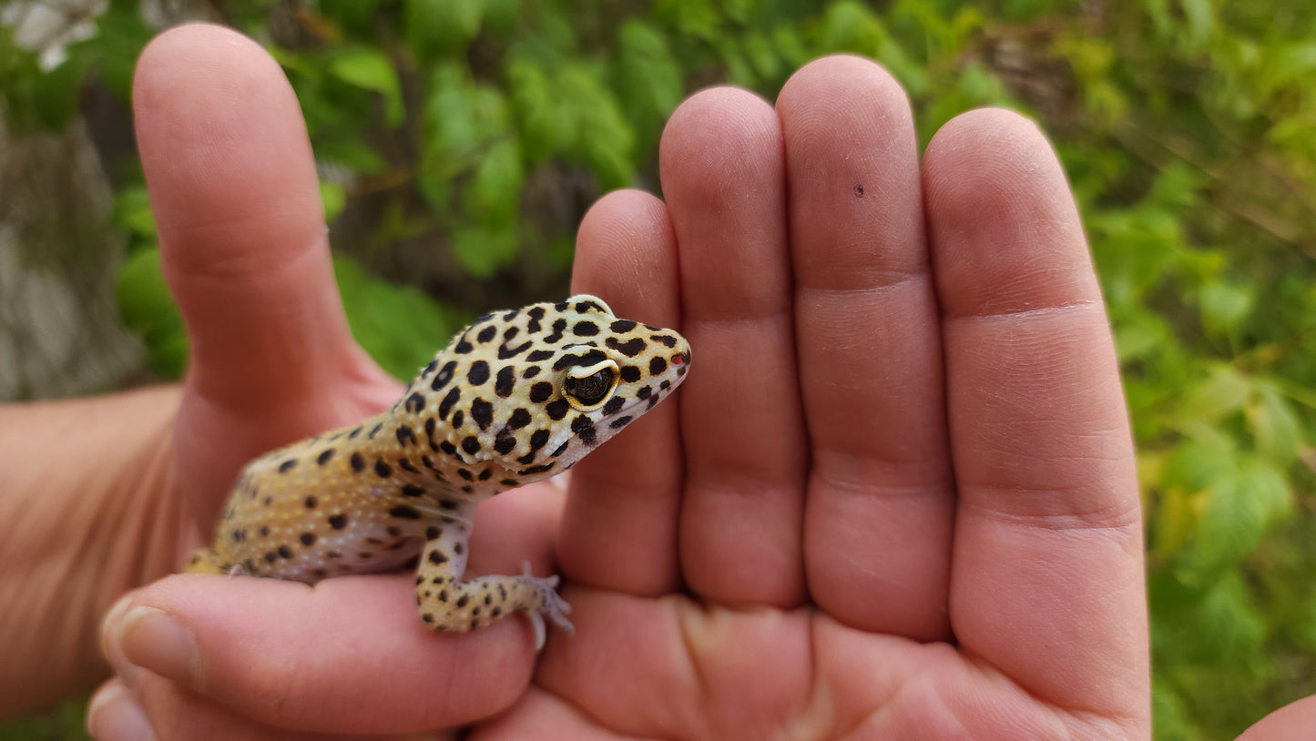 Female Hyper Xanthic Bold Eclipse Leopard Gecko (Crinkled Eyelid)