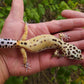 Female Hyper Xanthic Bold Leopard Gecko