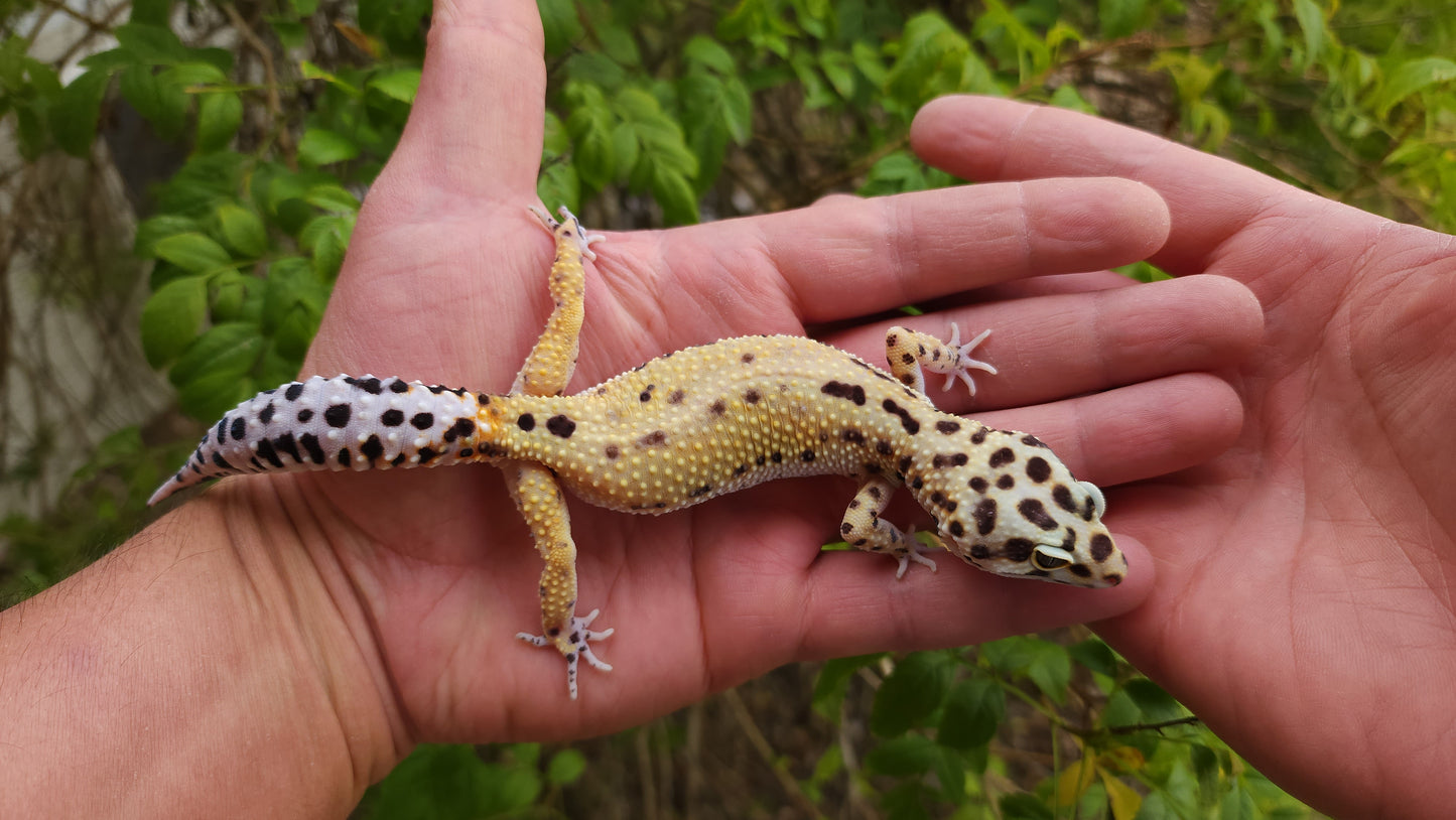 Female Hyper Xanthic Bold Leopard Gecko