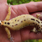 Female Hyper Xanthic Bold Leopard Gecko