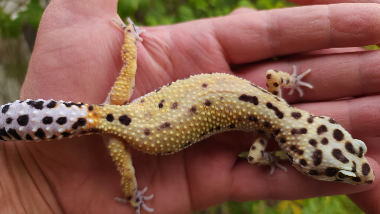 Female Hyper Xanthic Bold Leopard Gecko