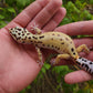 Female Hyper Xanthic Bold Leopard Gecko