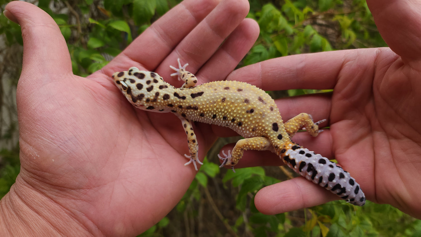 Female Hyper Xanthic Bold Leopard Gecko