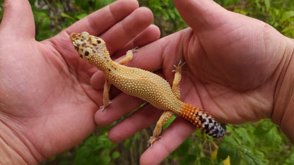 Female Inferno Tangerine Bold Emerine Cross Hypo Leopard Gecko