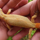 Female Inferno Tangerine Bold Emerine Cross Hypo Leopard Gecko