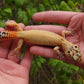 Female Inferno Tangerine Bold Emerine Cross Hypo Leopard Gecko