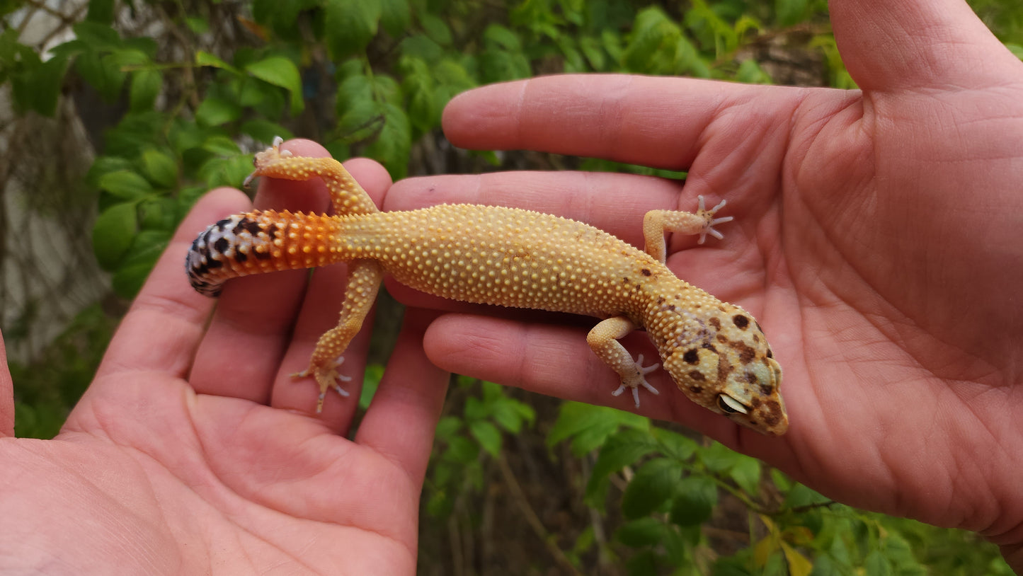 Female Inferno Tangerine Bold Emerine Cross Hypo Leopard Gecko