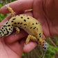 Female Inferno Tangerine Bold Emerine Cross Leopard Gecko