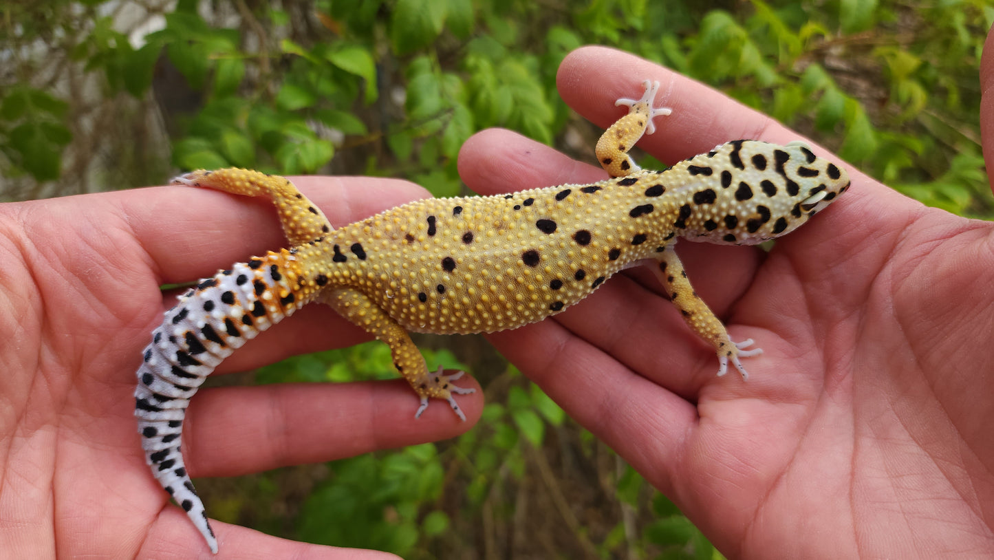 Female Inferno Tangerine Bold Emerine Cross Leopard Gecko