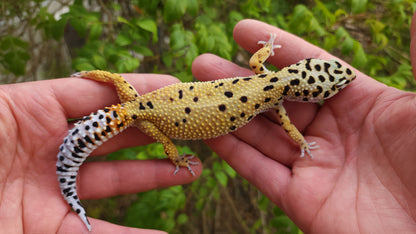 Female Inferno Tangerine Bold Emerine Cross Leopard Gecko