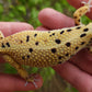 Female Inferno Tangerine Bold Emerine Cross Leopard Gecko