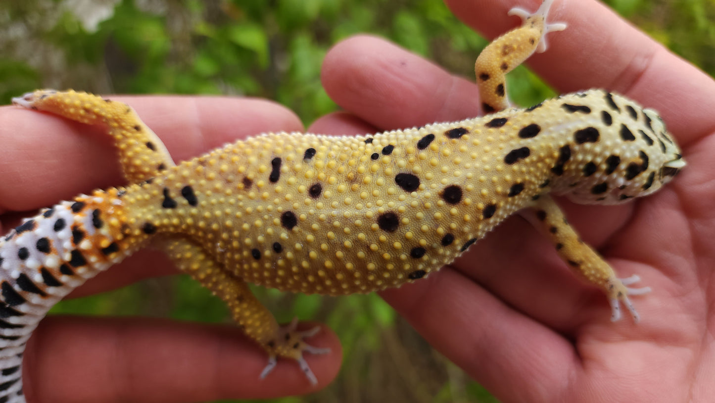 Female Inferno Tangerine Bold Emerine Cross Leopard Gecko