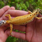 Female Inferno Tangerine Bold Emerine Cross White & Yellow Leopard Gecko