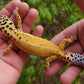 Female Inferno Tangerine Bold Emerine Cross White & Yellow Leopard Gecko