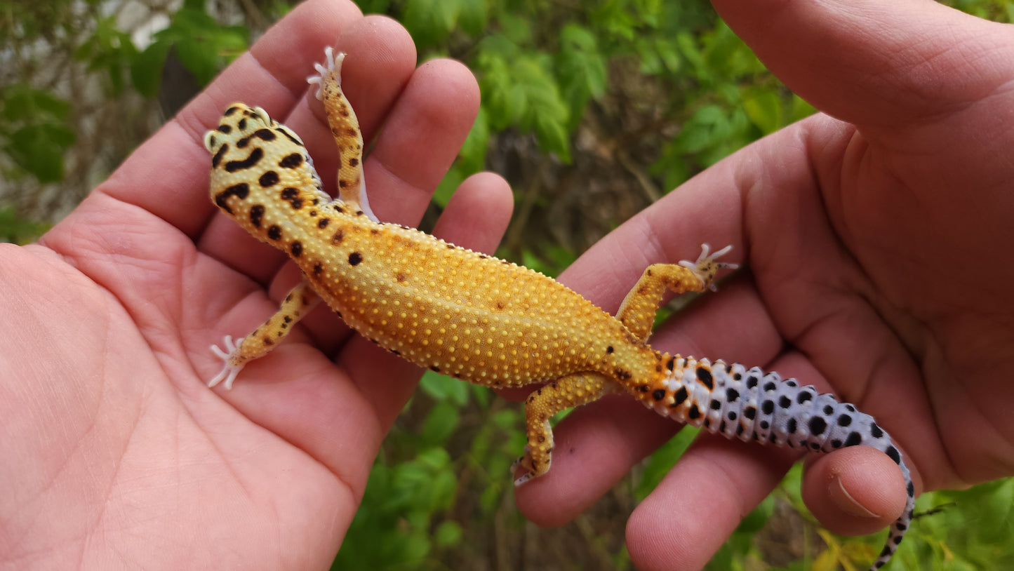 Female Inferno Tangerine Bold Emerine Cross White & Yellow Leopard Gecko