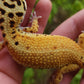 Female Inferno Tangerine Bold Emerine Cross White & Yellow Leopard Gecko